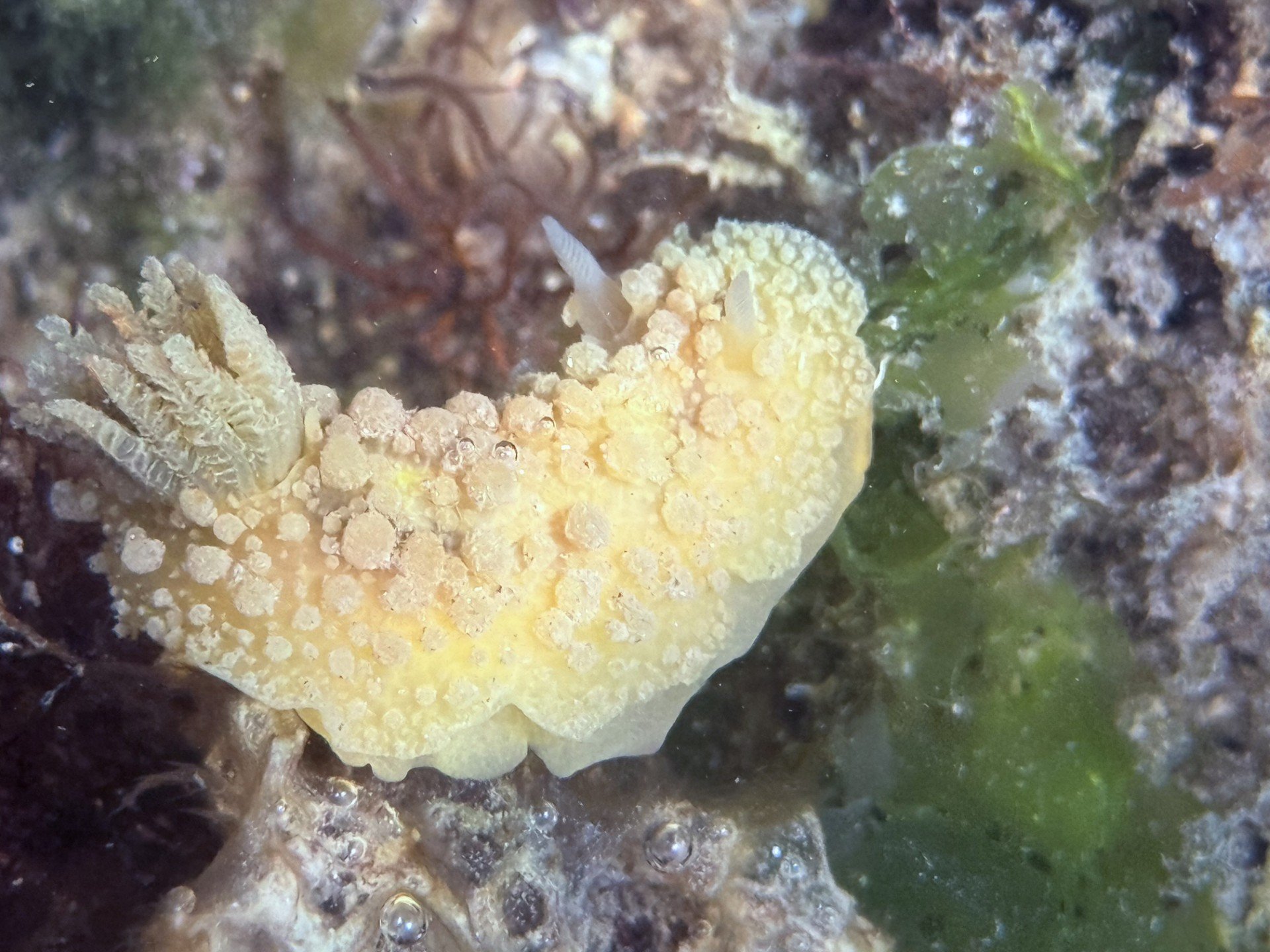 The Warty Doris sea slug taken at Studland Bay