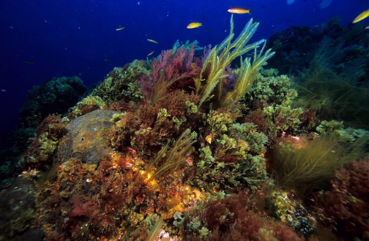 Coral, fish and kelp at Portugal's Gorringe seamount