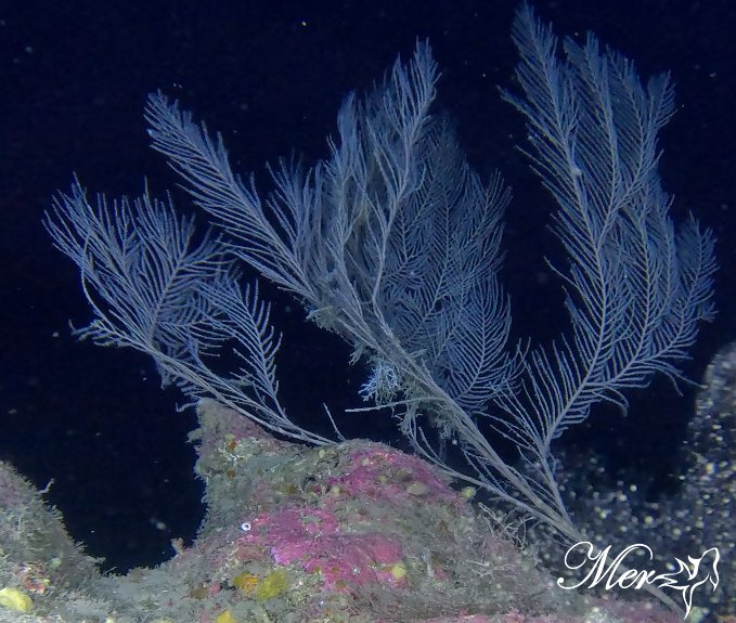 One of the mesophotic region coral species found off Cyprus