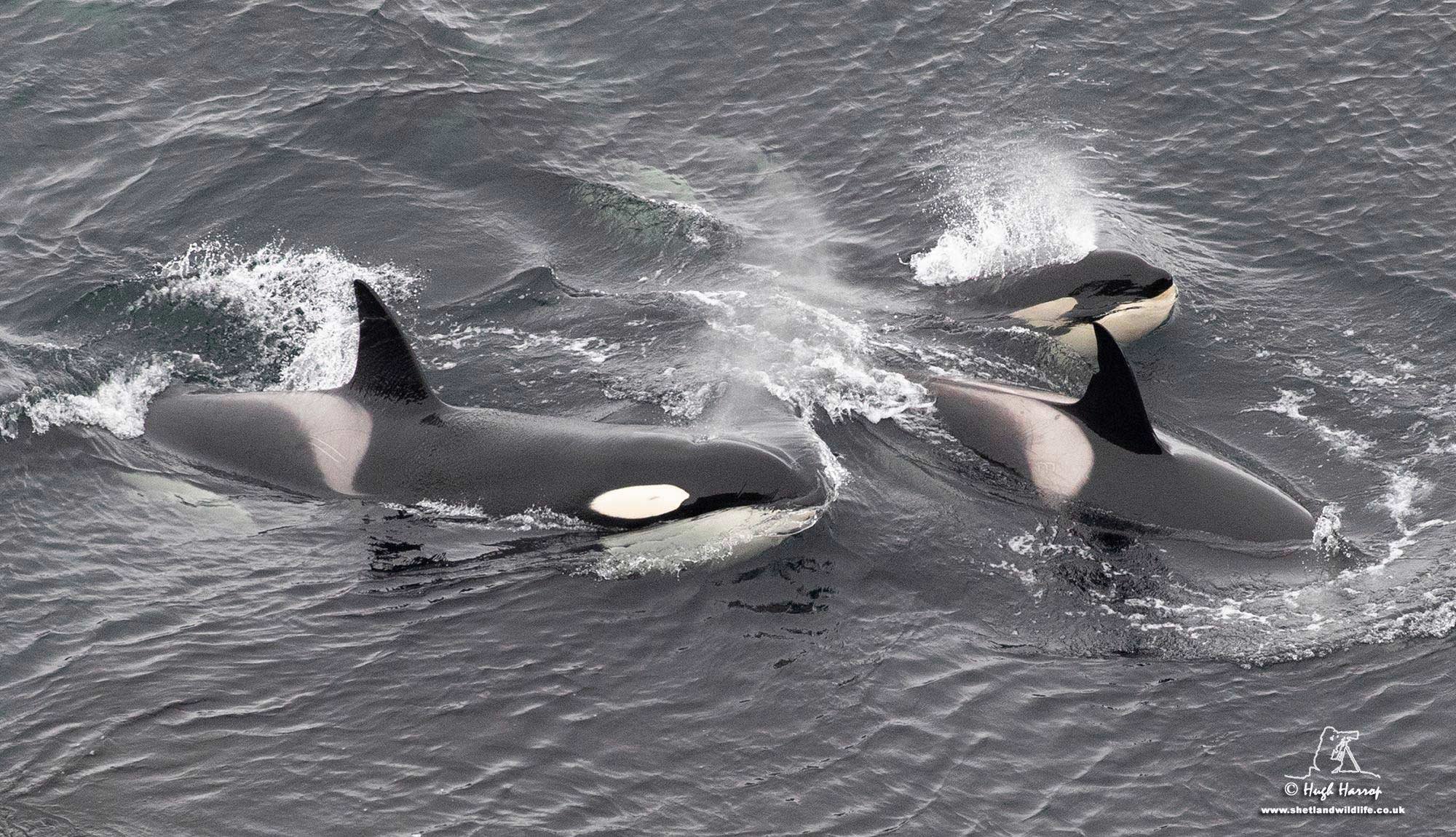 A pod of orcas