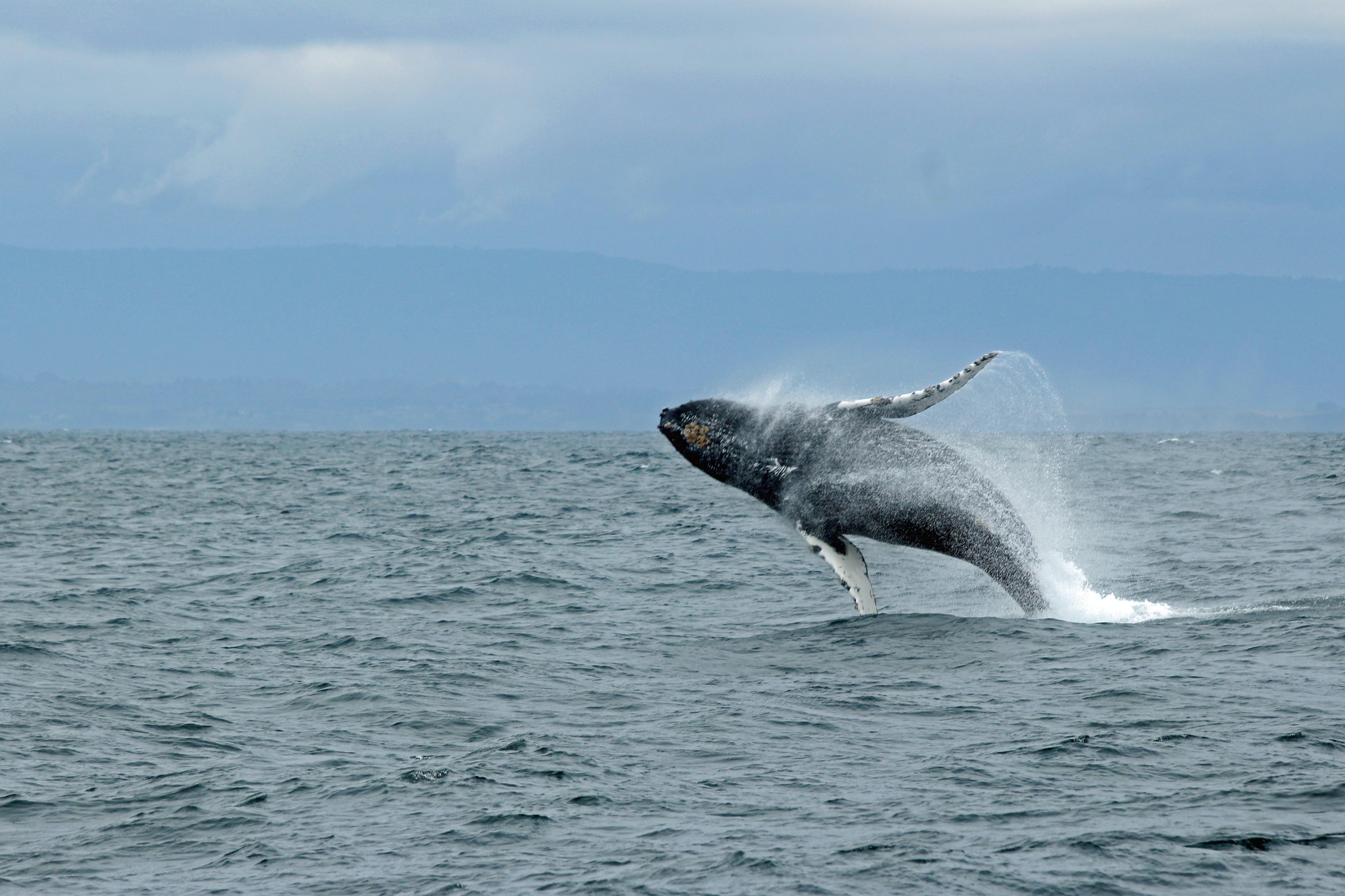 A whale fully breaching the water