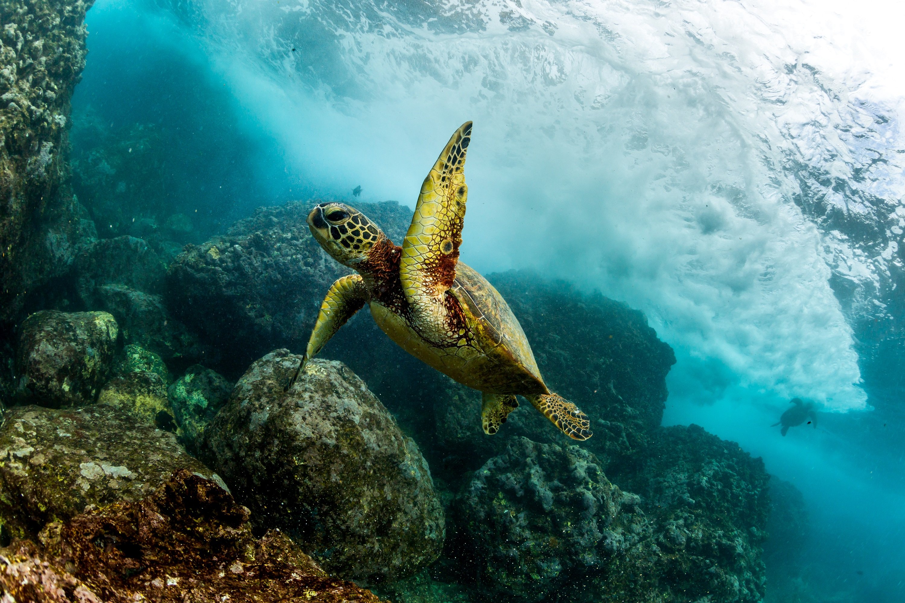 A green turtle swims through the sea
