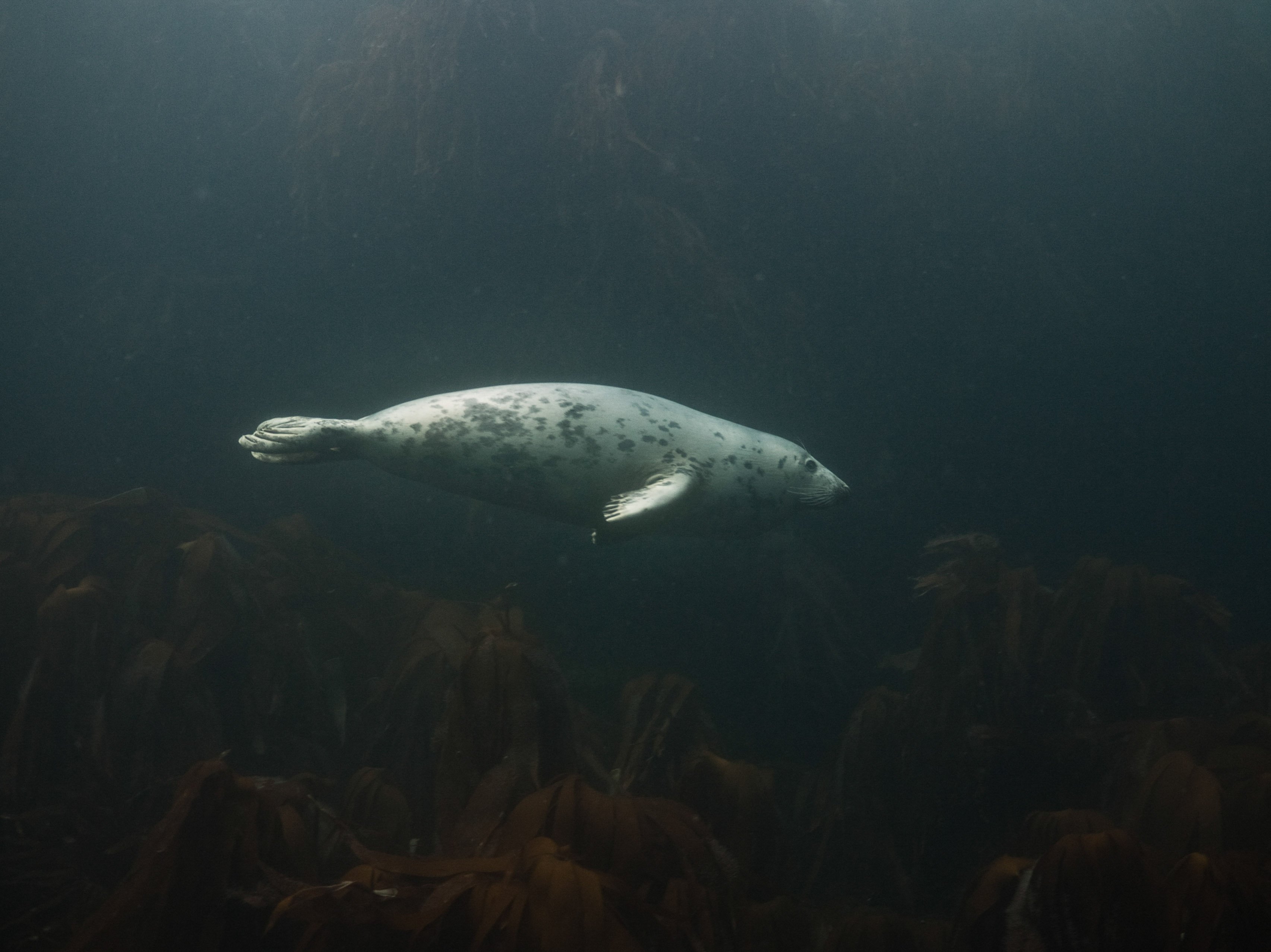 A grey seal - It is a 'true' seal as it has no ear flaps.
