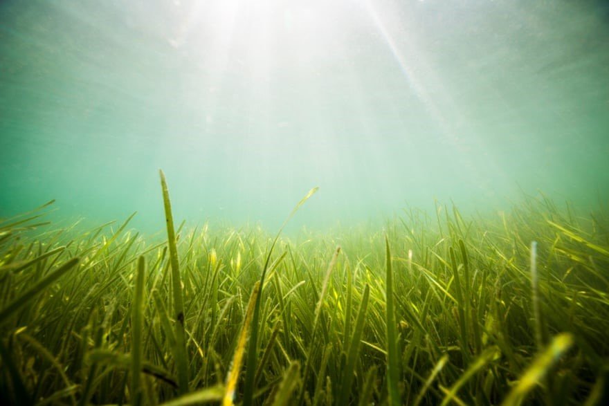 Seagrass plays a key role in storing carbon