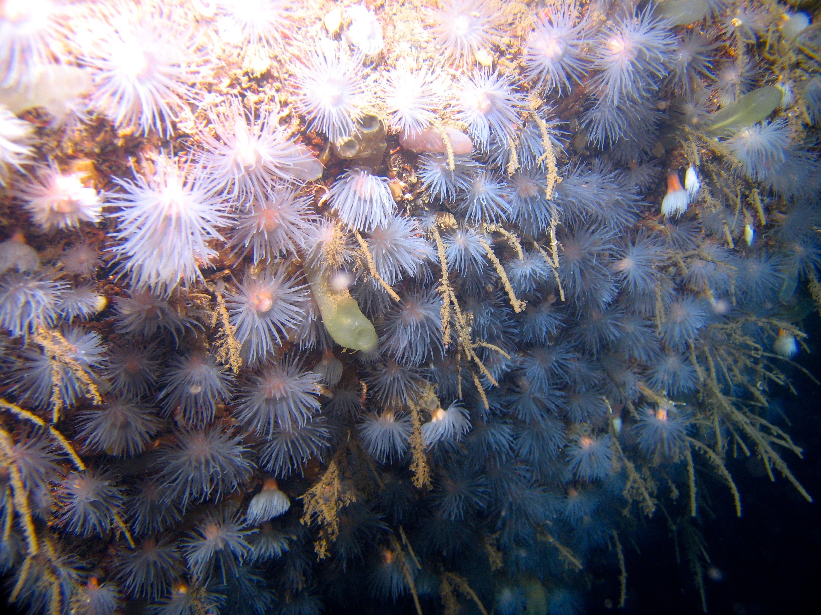Anemones in Kosterhavet National Park