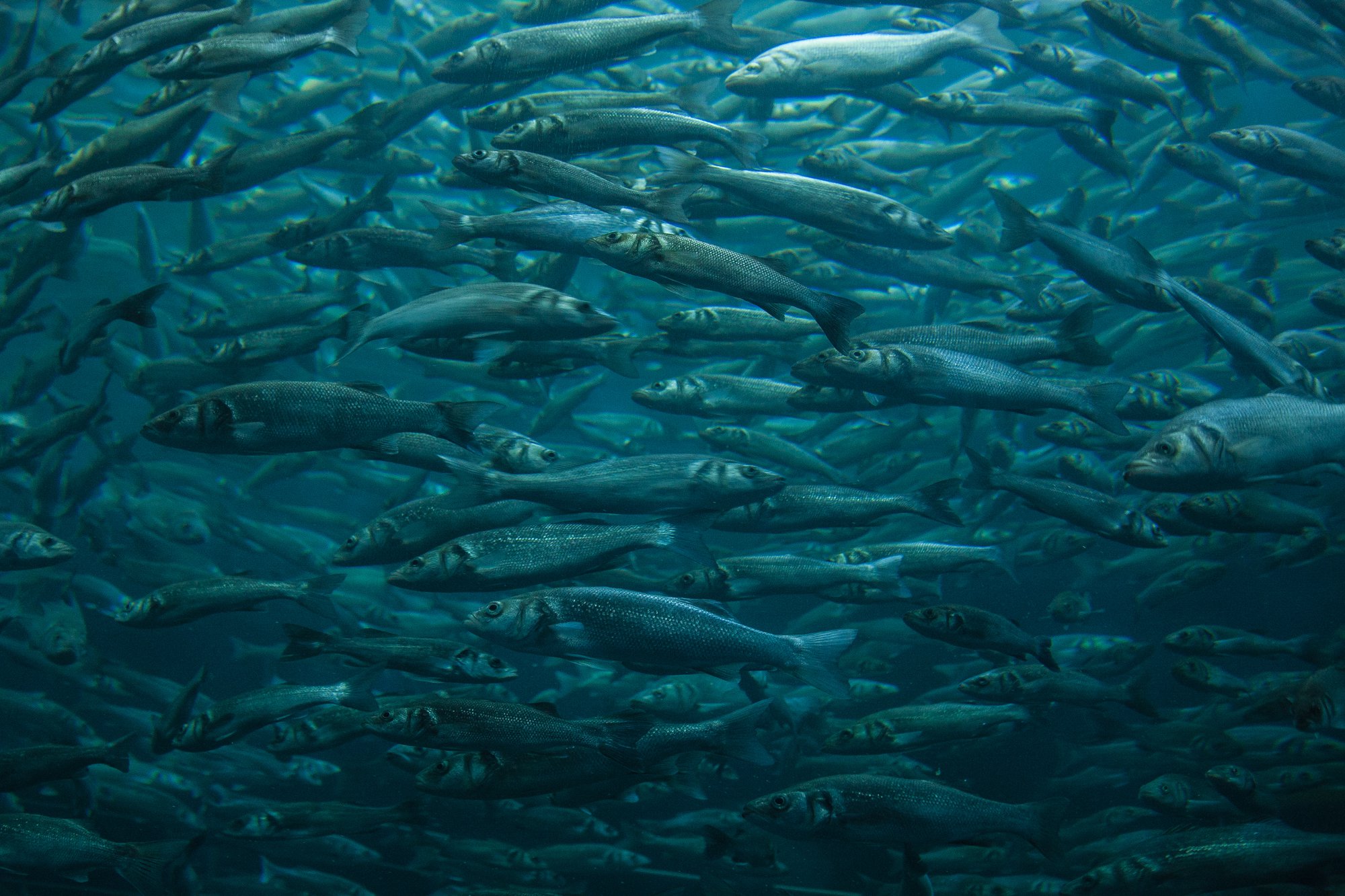 Herring shoal