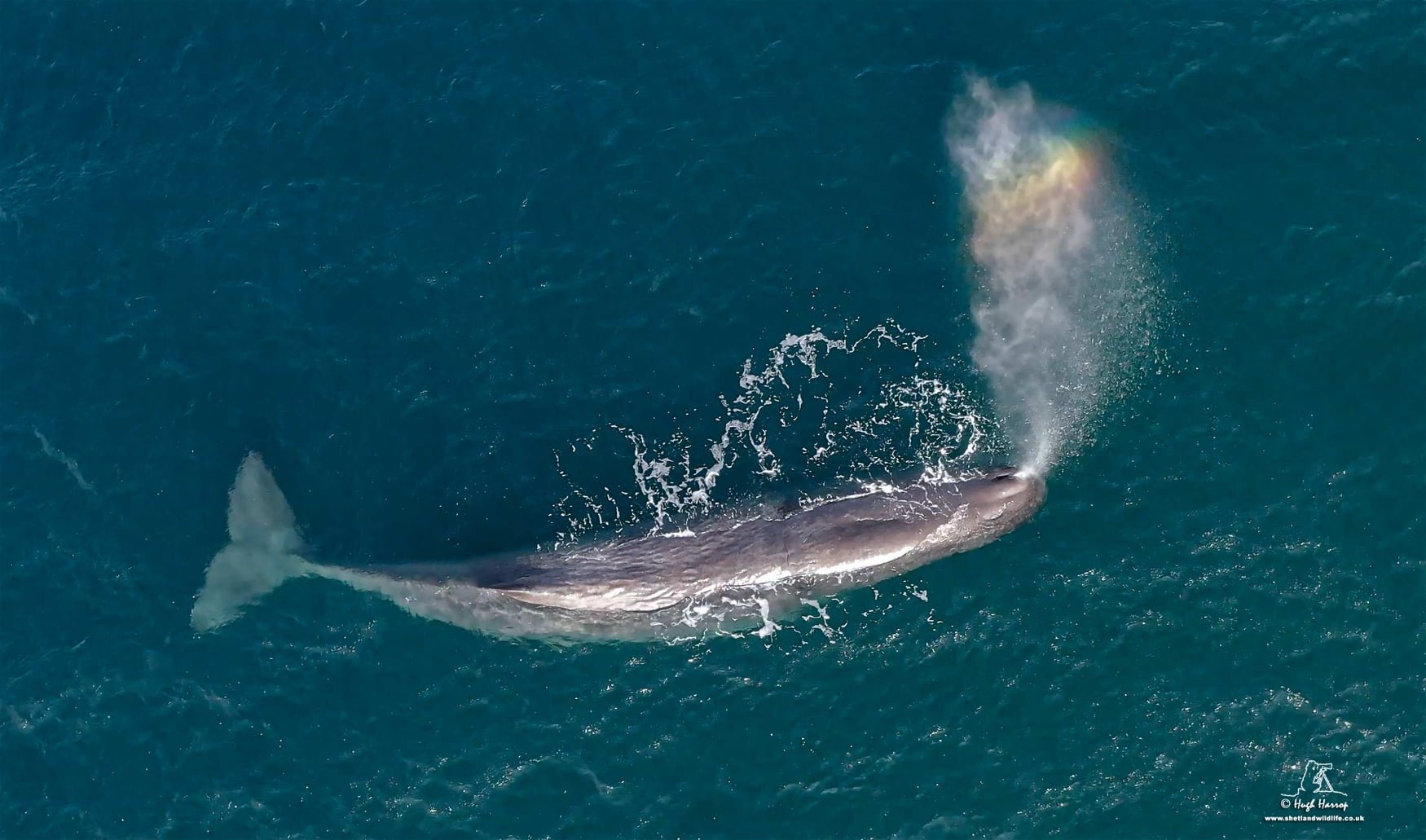 A sperm whale