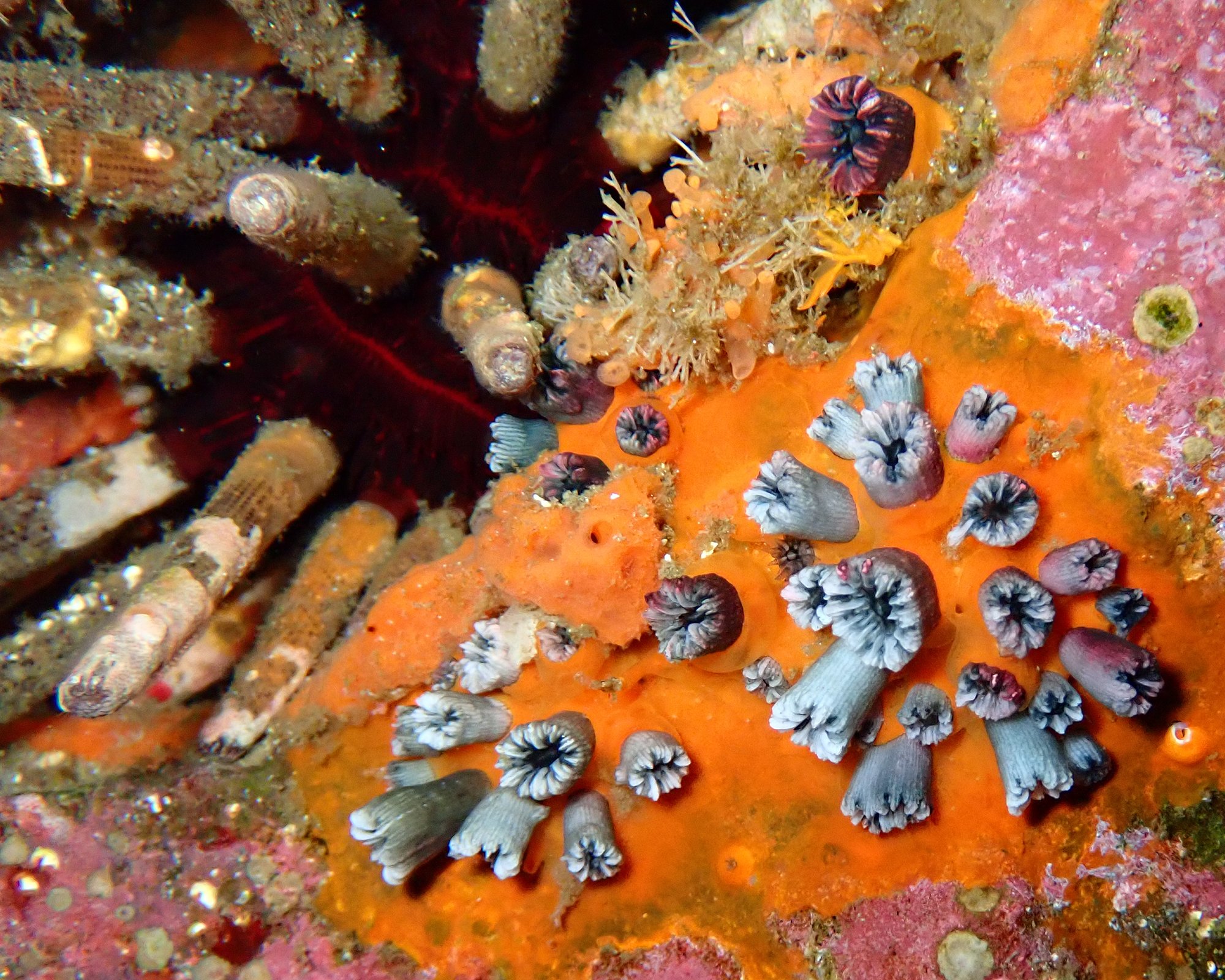 Wellington's solitary coral next to a sea urchin