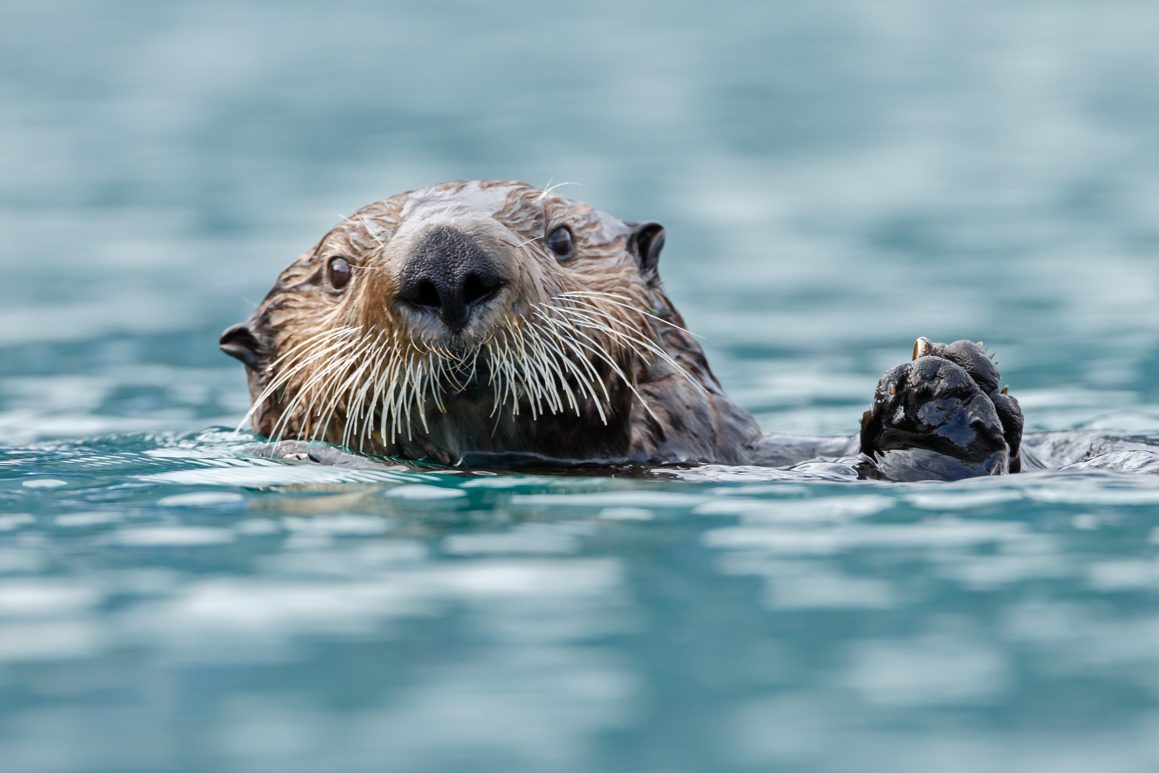 80% of otters were found to have at least 12 different types of PFAS in their livers between 2014 to 2019