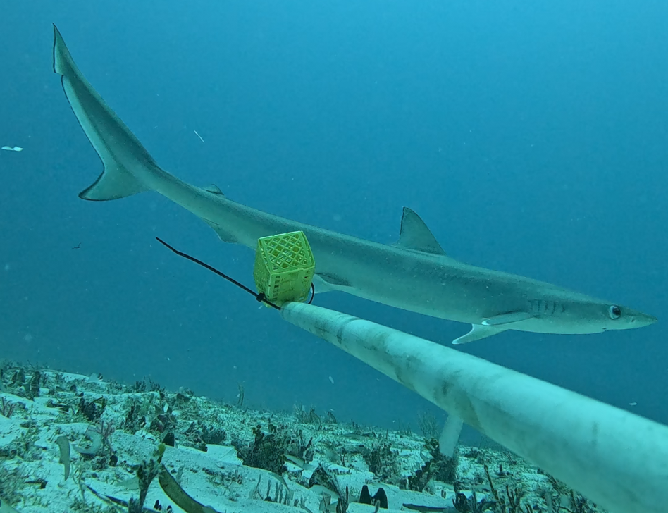 A sliteye shark in Indian Ocean