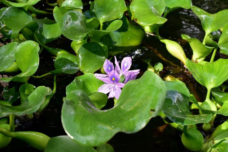 A water hyacinth