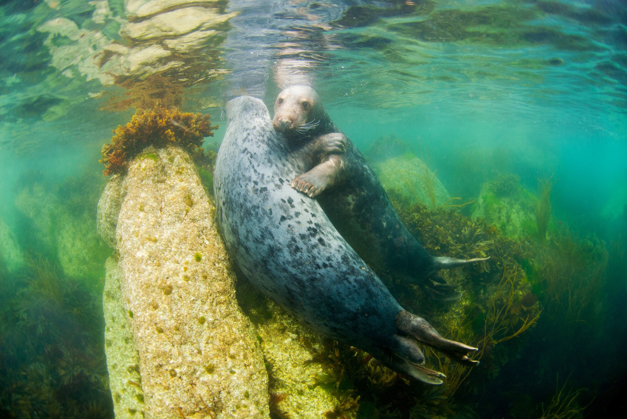 Two seals swimming in the water around Lundy Island, England