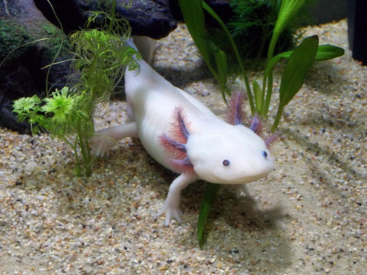 A leucistic axolotl