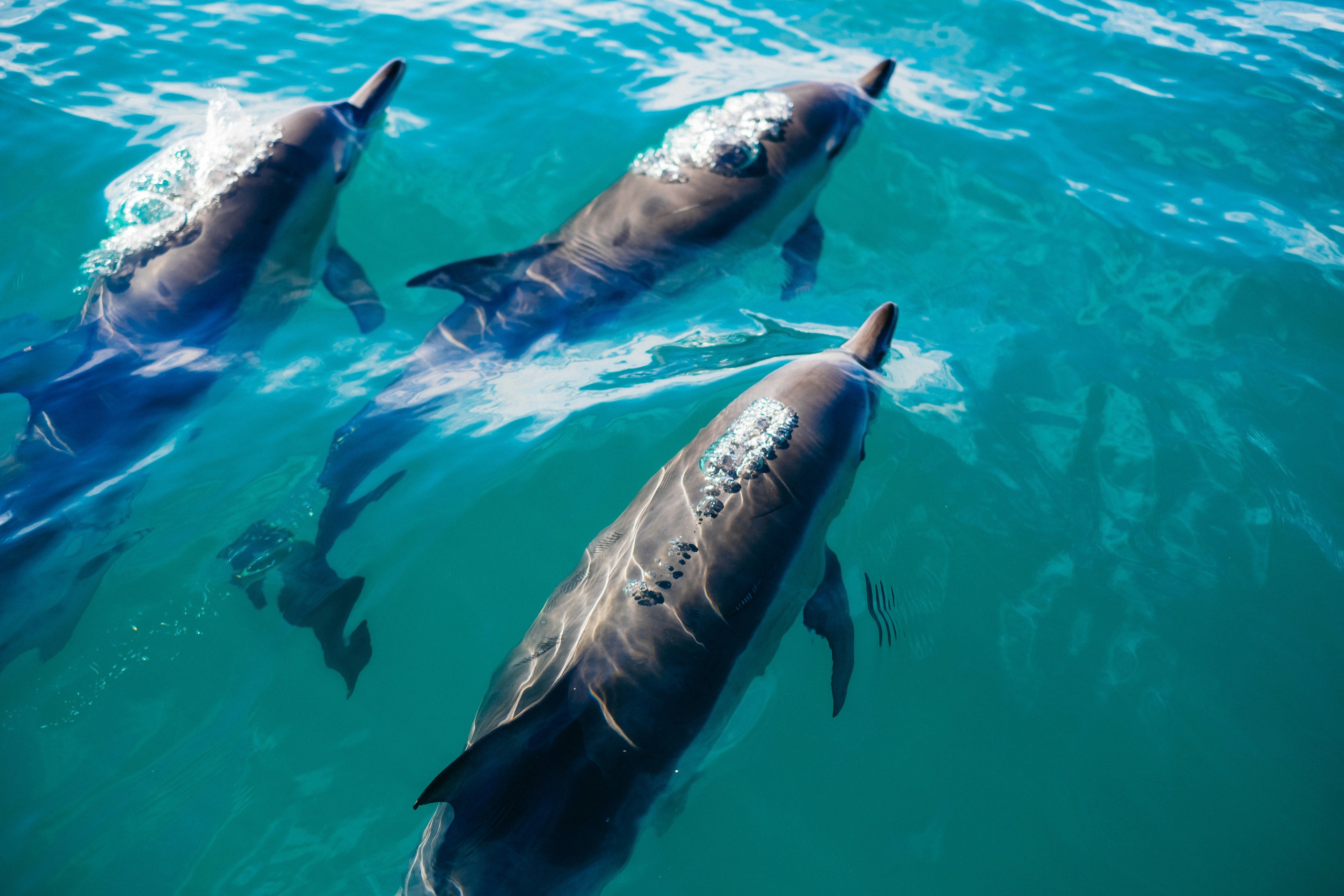 The Hauraki Gulf is home to several dolphin species