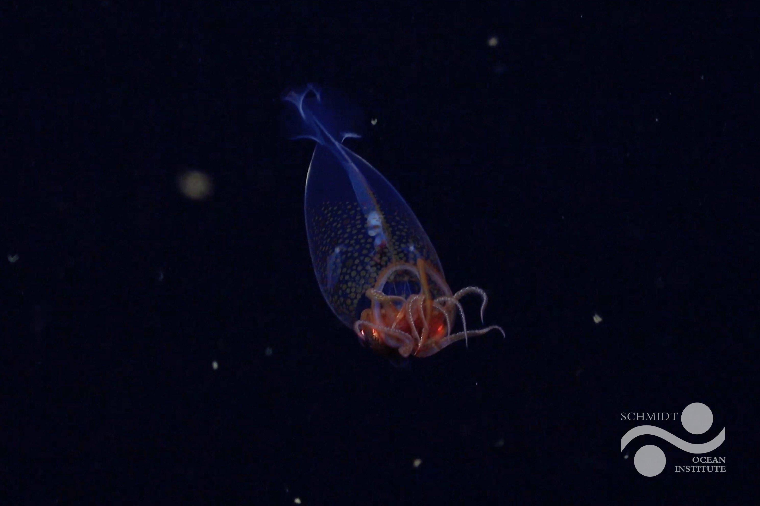 A baby colossal squid in the deep sea