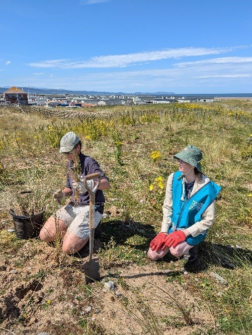 Two volunteers kneel in sand dunes covered in marram grass