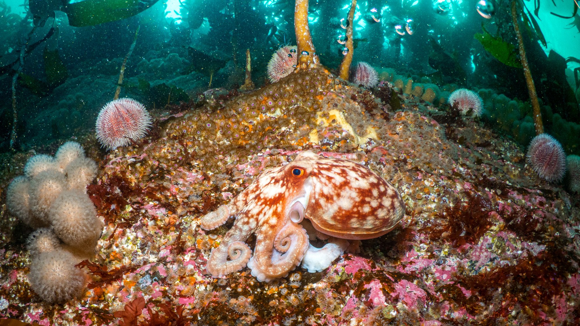 A curled octopus on the seabed in Scotland