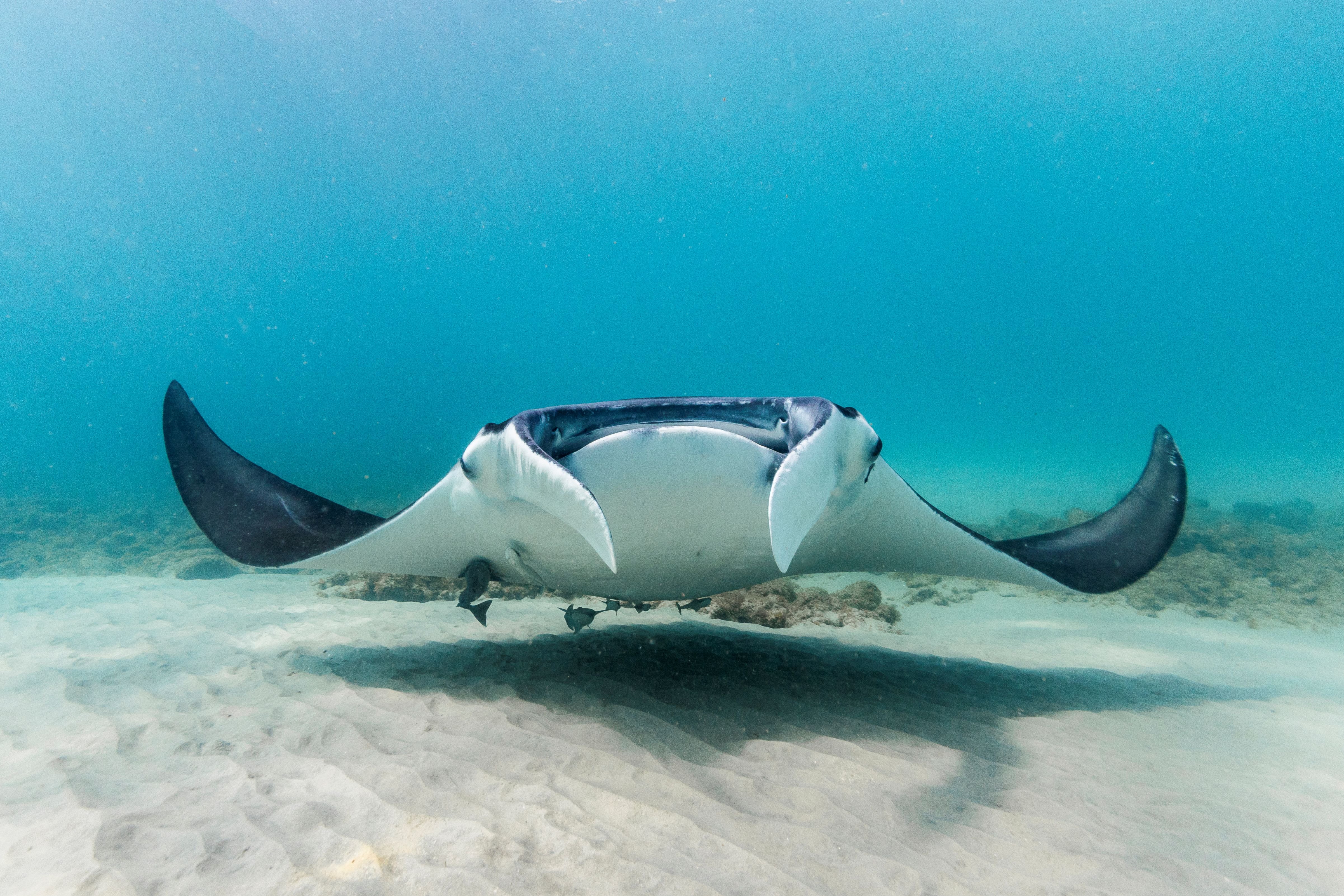 A manta ray found in south Florida