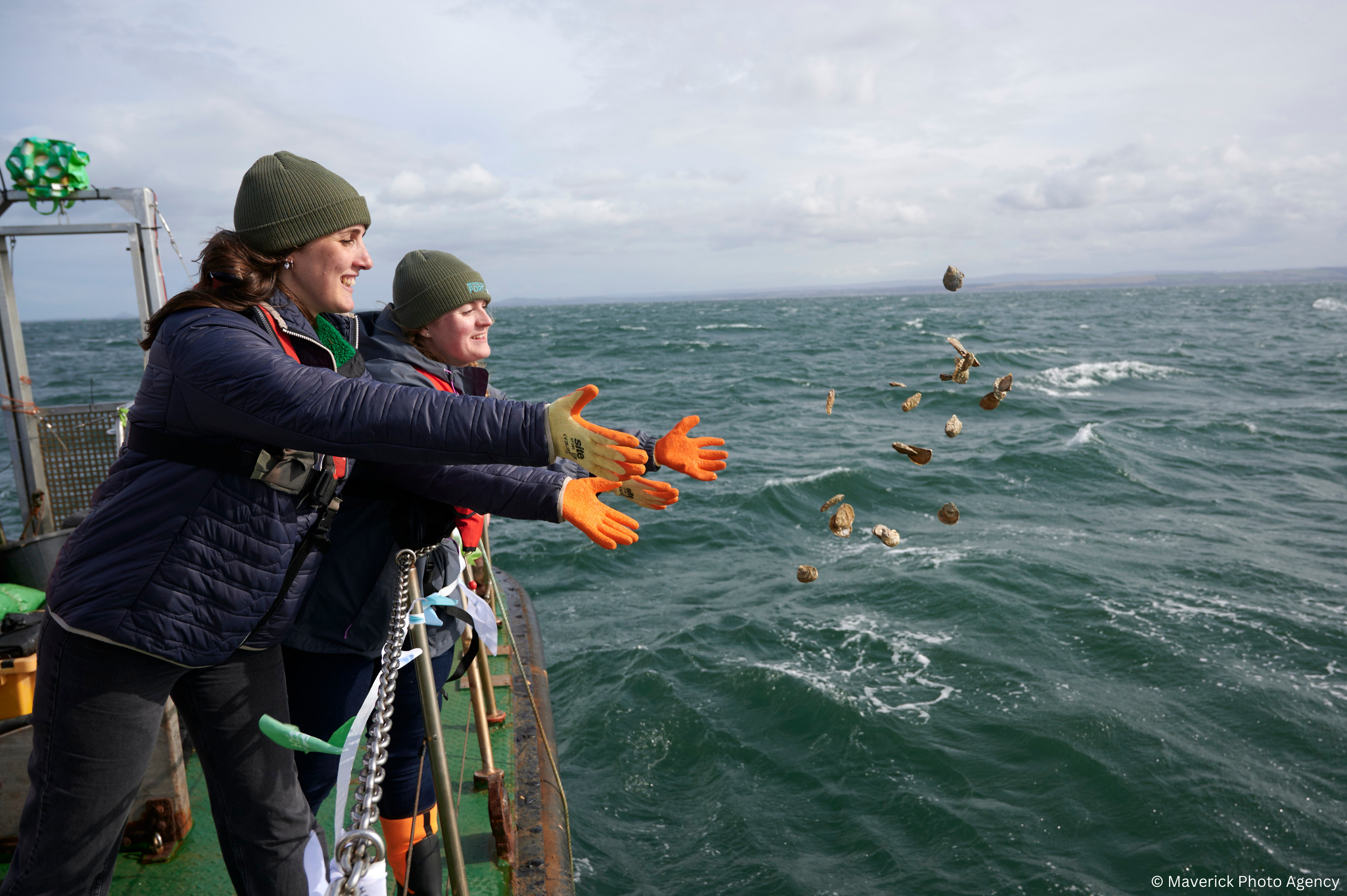 A restoration project team deploying native oysters into the Firth of Forth