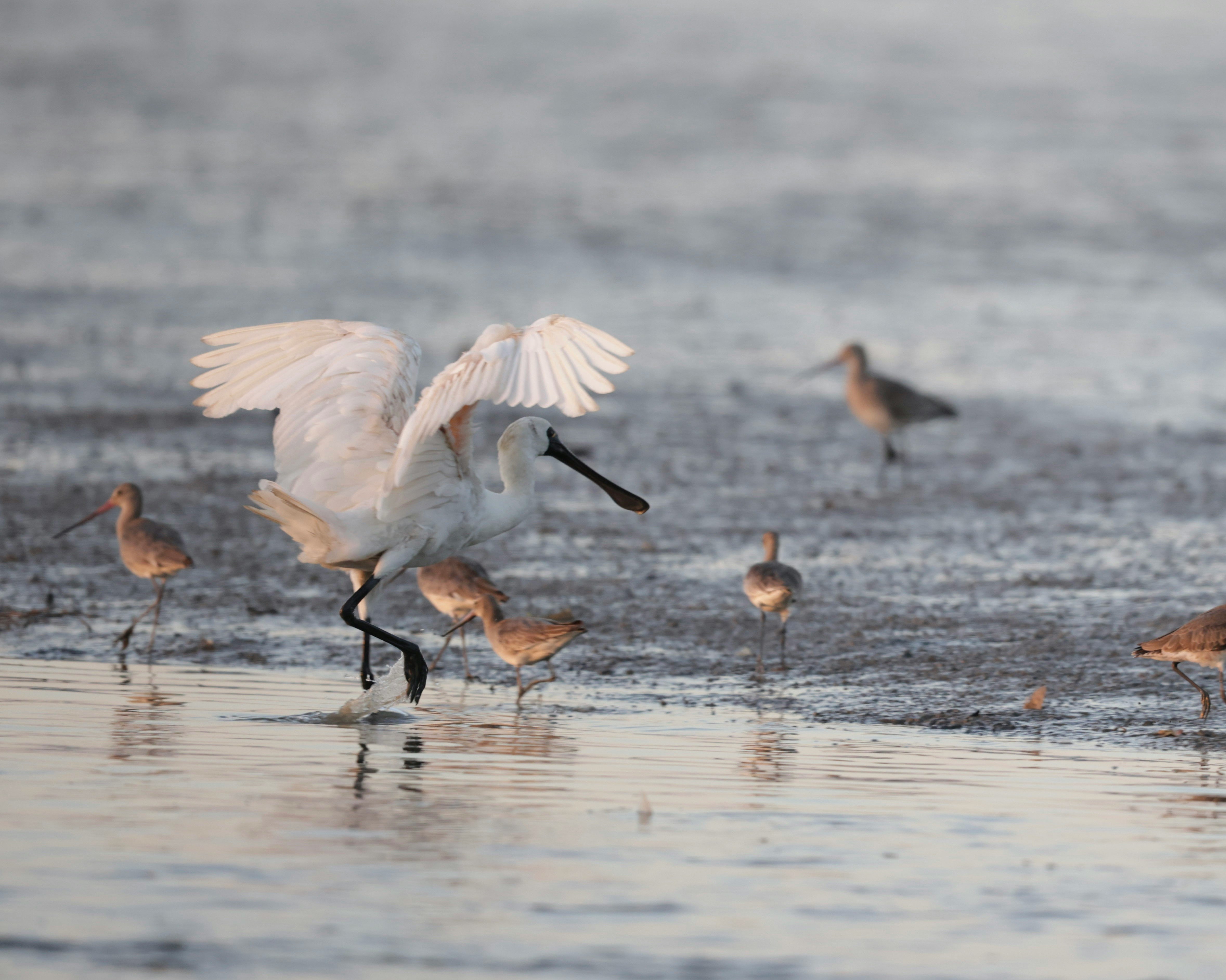 A spoonbill and a group of curlews standing in wetlands