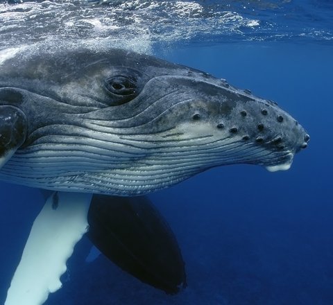A close up of a young humpback whales head with the characteristic white 'ridged' underside, knobbly head and long knobbly flippers clearly visible.