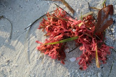 A species of red seaweed laying on a sandy beach