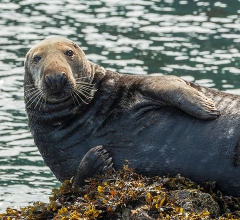 Grey seal propped up on a rock looking at the camera with the sea in the background