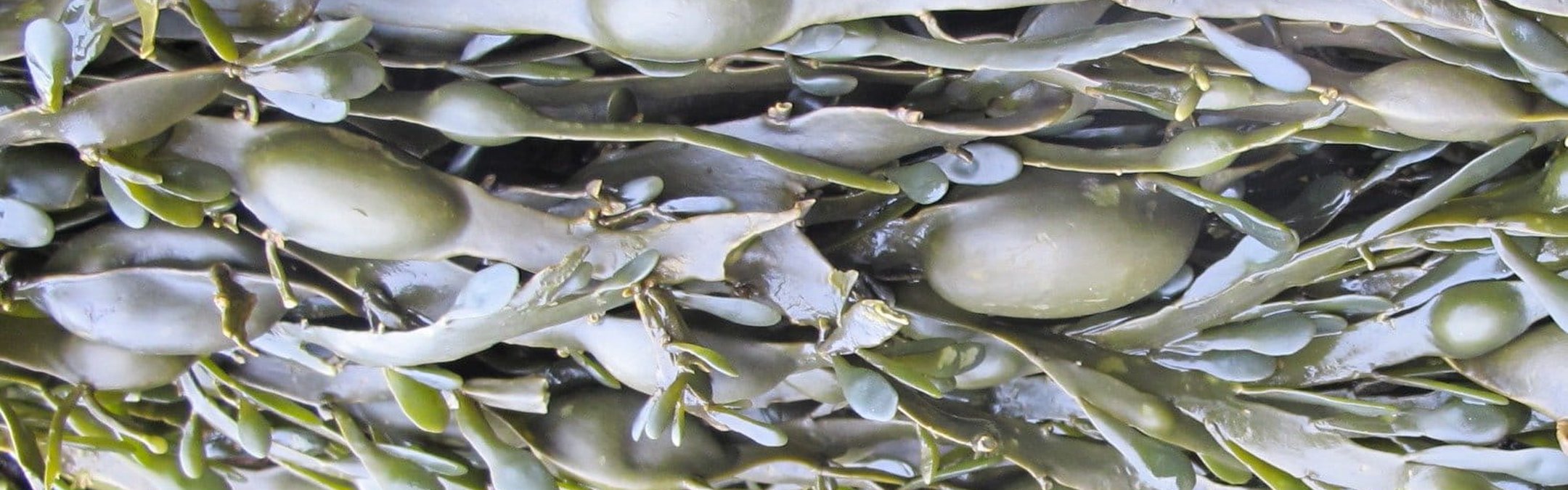 Egg wrack