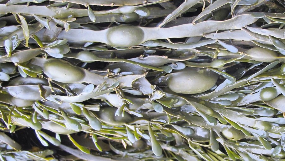 Egg wrack