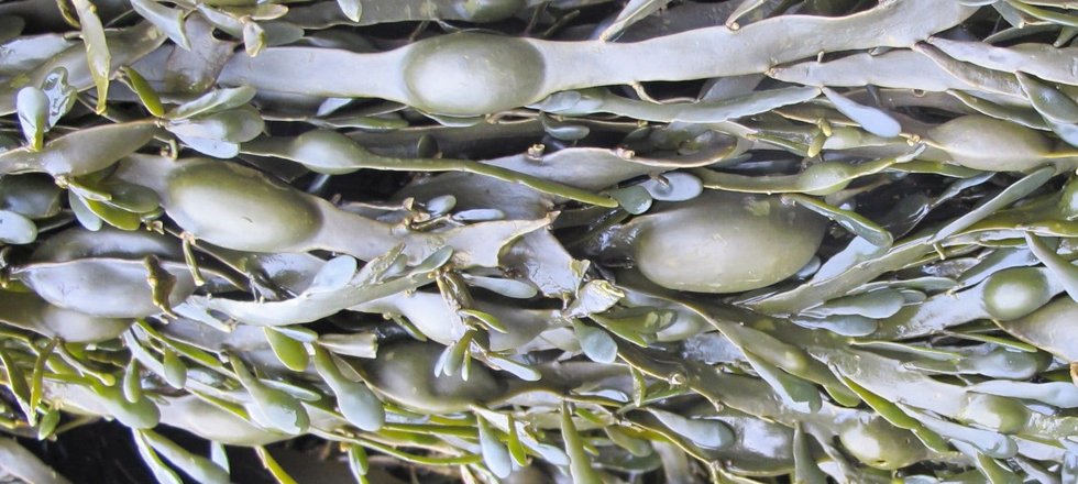 Egg wrack