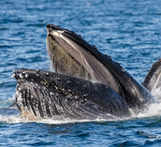 Humpback Whale