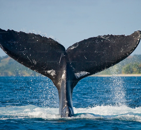 Humpback Whale