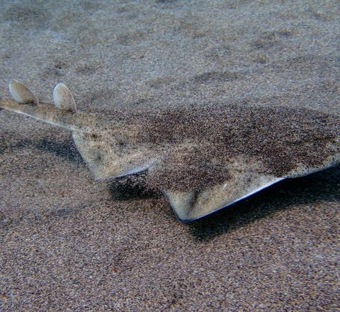 Angelshark