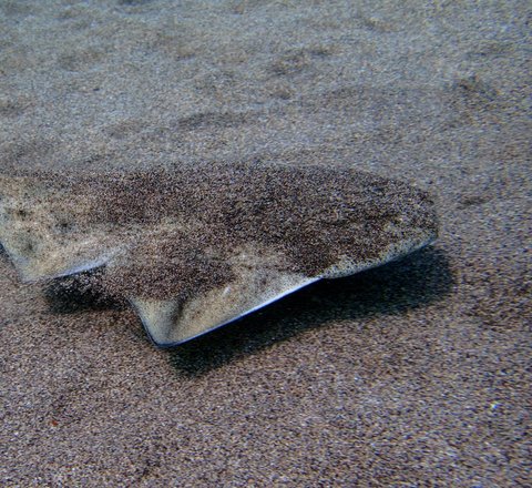 A young angelshark covered in sand and showing its fantastic camouflage skills. The shark is almost the same speckled colours of the sand and is swimming a few inches above the seabed.