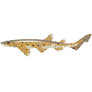 Lesser spotted dogfish