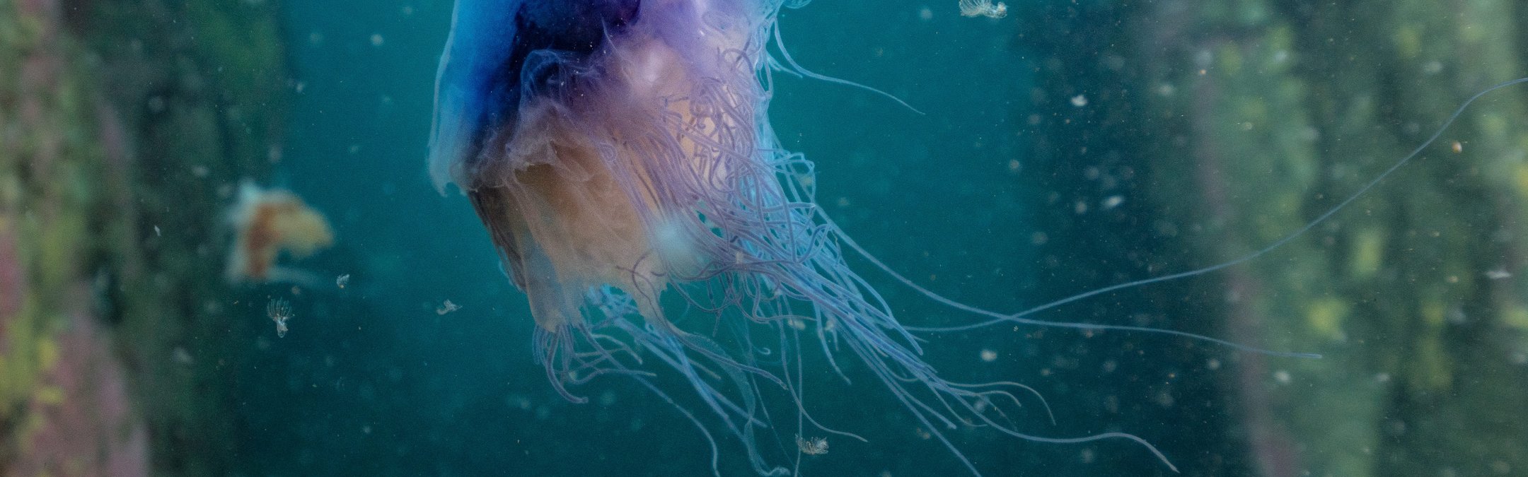 Blue jellyfish