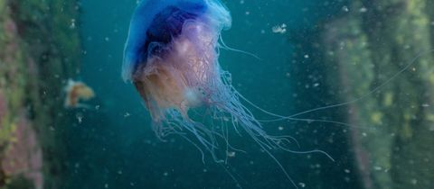 Blue jellyfish