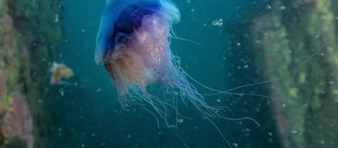 A blue jellyfish swimming in dappled bright blue water. It appears ethereal with long thread-like tendrils coming from it's ghostly violet bell-shaped body.