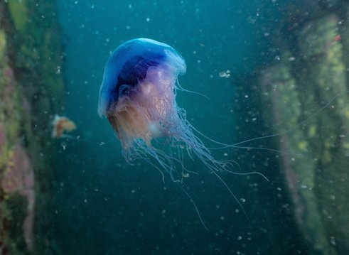 A blue jellyfish swimming in dappled bright blue water. It appears ethereal with long thread-like tendrils coming from it's ghostly violet bell-shaped body.