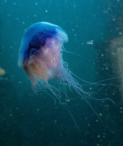 Blue jellyfish