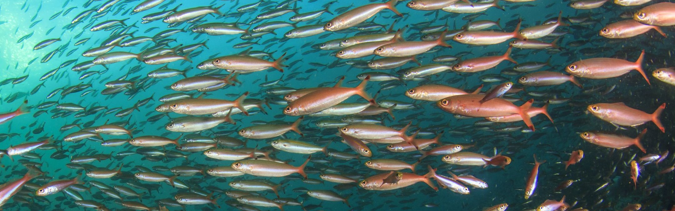 A school of sardines swimming in the ocean