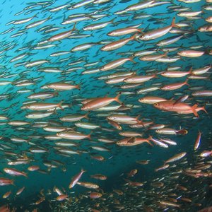 A school of sardines swimming in the ocean
