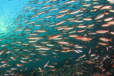 A school of sardines swimming in the ocean