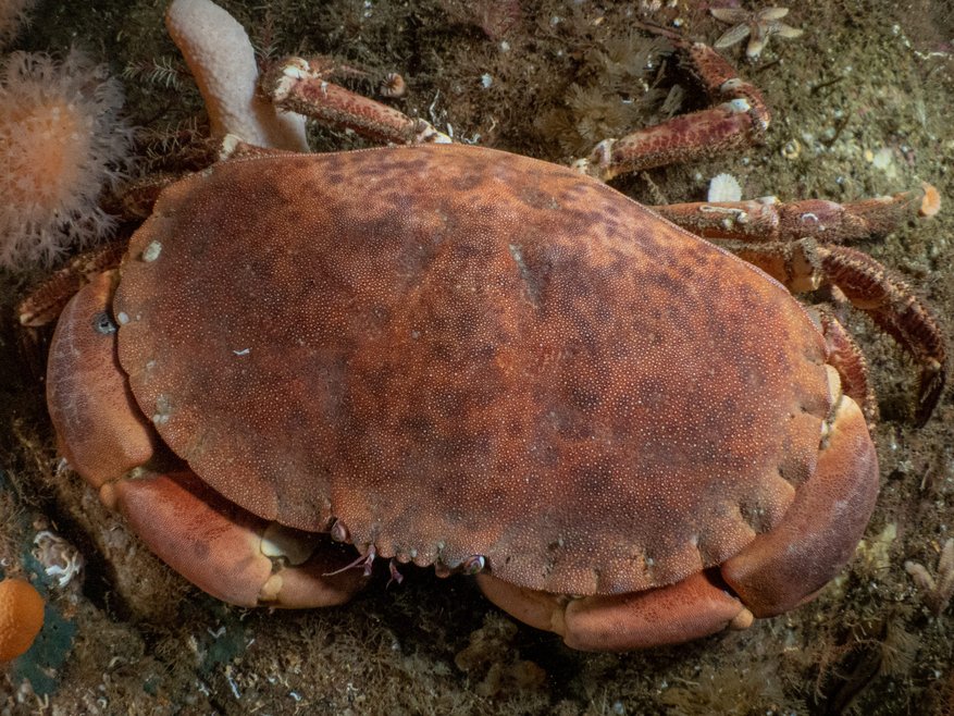 A large brown crab with image taken from above, it has a wide, relatively flat brown mottled shell and its claws and legs and tucked close to its body.