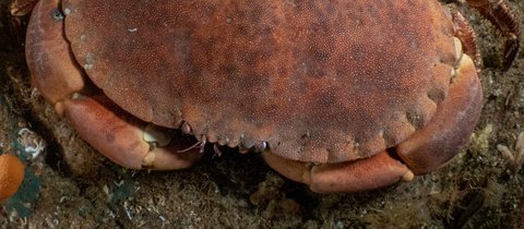 A large brown crab with image taken from above, it has a wide, relatively flat brown mottled shell and its claws and legs and tucked close to its body.