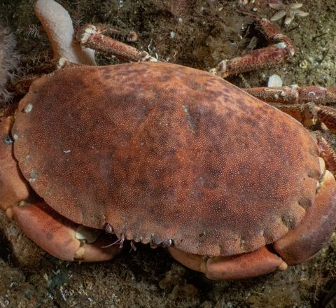 Brown crab