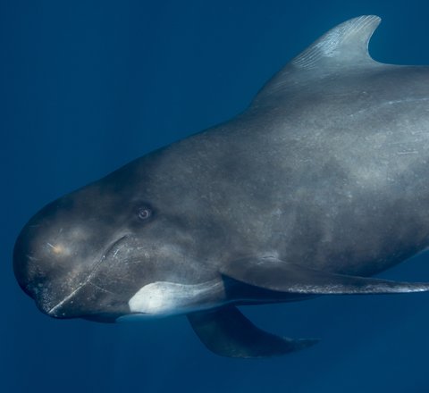 A single dark grey pilot whale looks at the camera side-on. Characteristically for pilot whales, it appears to be smiling and its bulbous, rounded head can be clearly seen as can the typical white patch underneath its jaw.