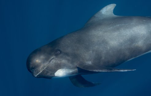 A single dark grey pilot whale looks at the camera side-on. Characteristically for pilot whales, it appears to be smiling and its bulbous, rounded head can be clearly seen as can the typical white patch underneath its jaw.