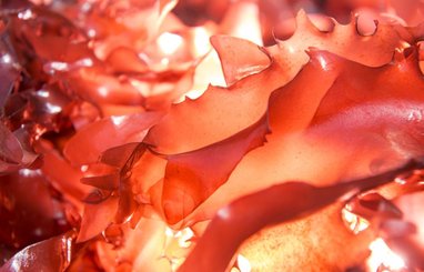 A close up of the bacon-tasting seaweed, a new strain of dulse seaweed; a red seaweed that grows in the wild along the Pacific and Atlantic coastlines