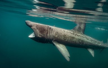 Basking Shark (Cetorhinus maximus), which is identified as the largest fish in British seas and the second-largest fish in the world.